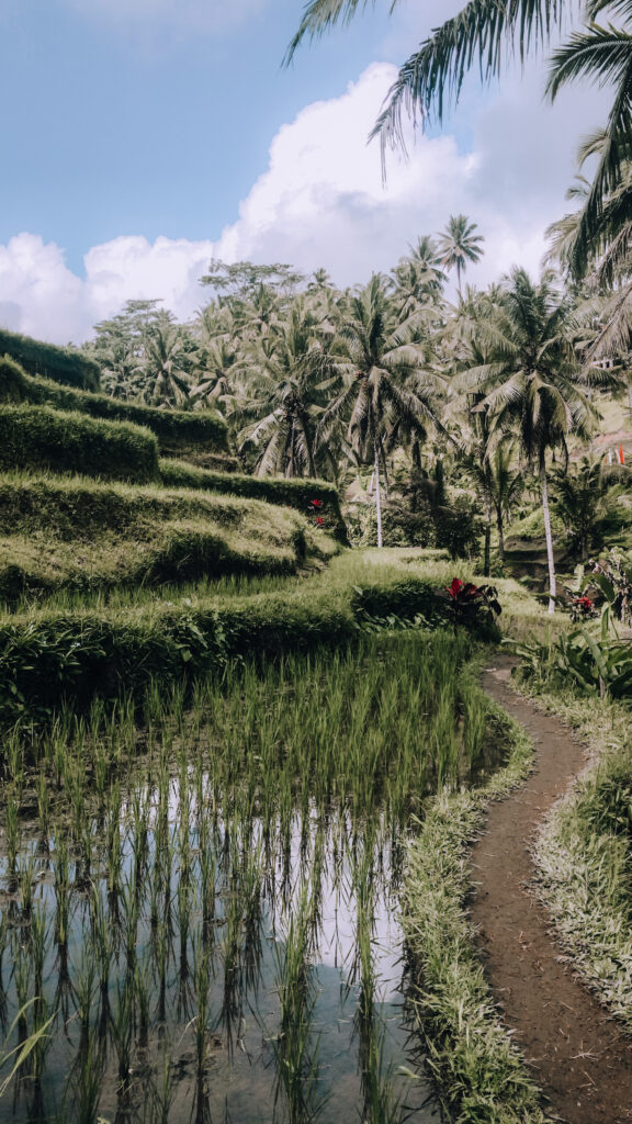 Is Ubud the best place in Bali? - Notes from a traveller